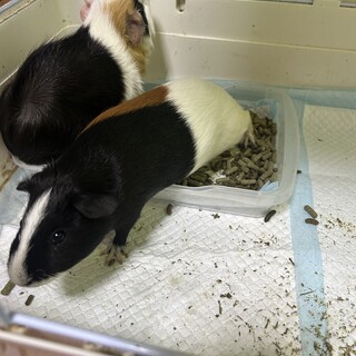 モルモット　オス2匹里親募集