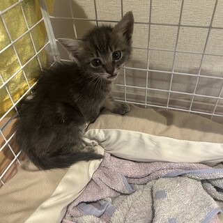 【1カ月の子猫】里親募集しております