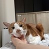 せらせいら