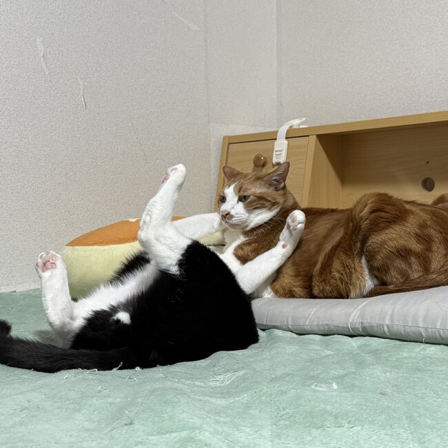 せらせいらのカバー写真
