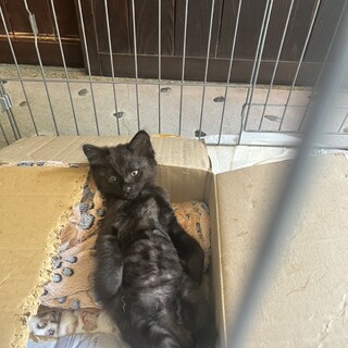 子猫の飼い主になっていただける方