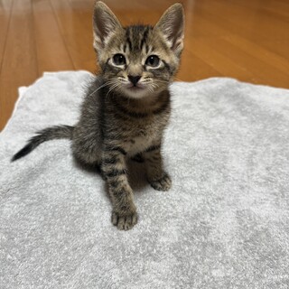 シャンクスくん