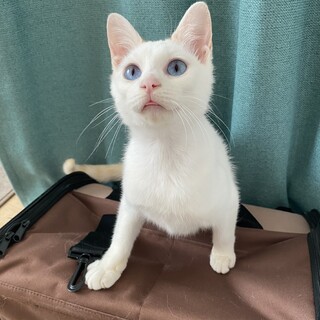 保護猫しろこちゃん知り合いに譲渡！