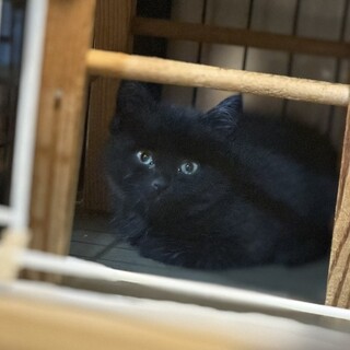 兄妹で保護された★慎重派のキカちゃん