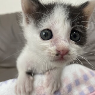へその緒付きで保護したさんちゃん