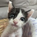 へその緒付きで保護したげんくん