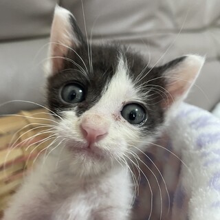 へその緒付きで保護したげんくん