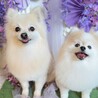 ウルフとレオン