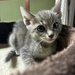 チャップスちゃん