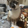 ニャンコ好きすき