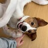 馴れるととっても甘えん坊な【ルーベン】君 サムネイル2