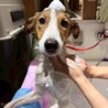 馴れるととっても甘えん坊な【ルーベン】君 サムネイル3
