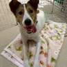 馴れるととっても甘えん坊な【ルーベン】君 サムネイル4