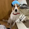 馴れるととっても甘えん坊な【ルーベン】君 サムネイル5