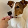 馴れるととっても甘えん坊な【ルーベン】君 サムネイル7
