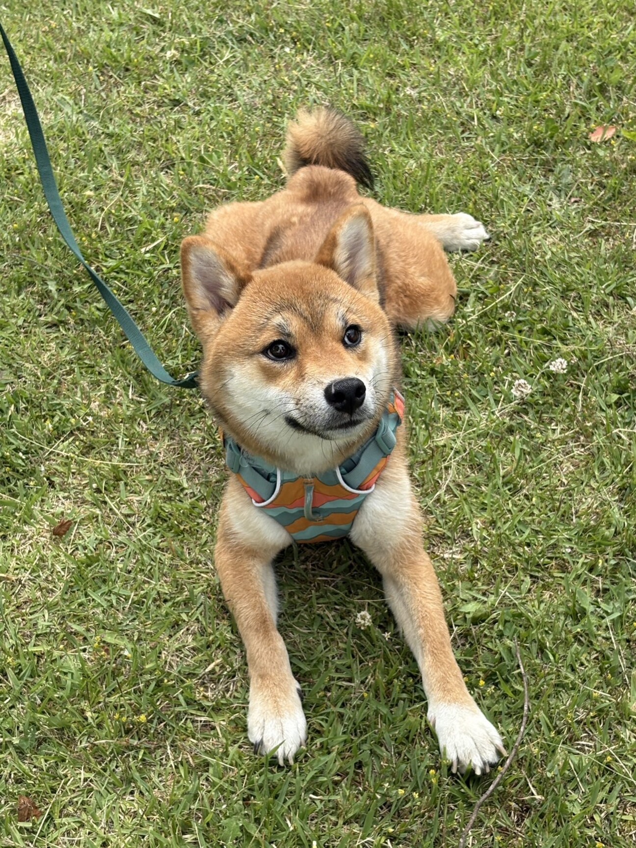☆受付中！☆柴犬 A ちょっとびびりな柴犬の男」京都府 - 犬の里親募集(542187