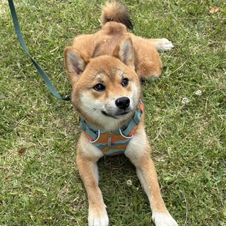ちょっとびびりな柴犬の男の子（完全室内飼育）