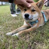 優しい柴犬の男の子（完全室内飼育）