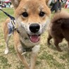 優しい柴犬の男の子（完全室内飼育）