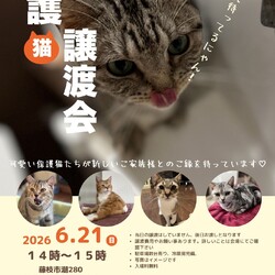 保護猫の譲渡会