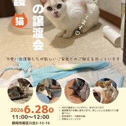 保護猫の譲渡会