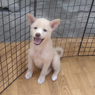 人懐っこいジロ君
