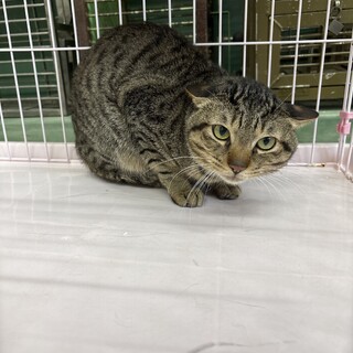 ビビりなキジ3くん【センター収容猫ちゃん】