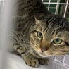 ビビりなキジ3くん【センター収容猫ちゃん】 サムネイル2