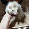 おいもはん