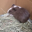 モルモットの里親募集