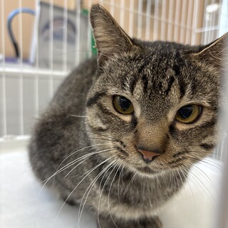 人慣れしているキジ13くん【センター収容猫ちゃん】