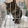 人慣れしているキジ13くん【センター収容猫ちゃん】 サムネイル2