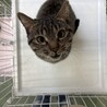 人慣れしているキジ13くん【センター収容猫ちゃん】 サムネイル3