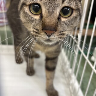 おっとりしてるキジ5くん【センター収容猫ちゃん】