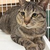 おっとりしてるキジ5くん【センター収容猫ちゃん】 サムネイル2