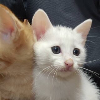 生後１ヶ月くらいの人懐っこい白猫です