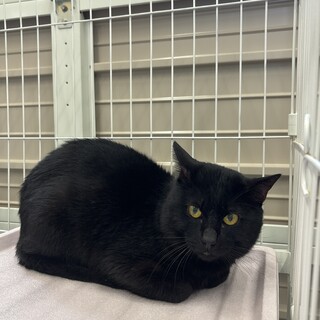 人見知りの黒11くん【センター収容猫ちゃん】