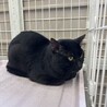 人見知りの黒11くん【センター収容猫ちゃん】 サムネイル2