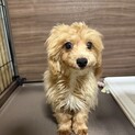 マルプー　男の子