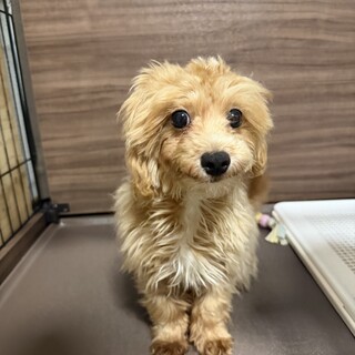 マルプー　男の子