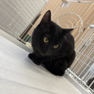 甘えん坊黒14くん【センター収容猫ちゃん】