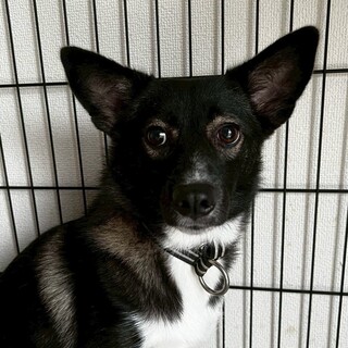ハンドメイド ボタンの狼 里親 募集中 ワンプロ大好き♡小柄(8」岡山県 - 犬の里親募集(532976) :: ペット