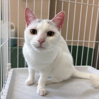 あまえんぼう白16ちゃん【センター収容猫ちゃん】