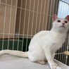 あまえんぼう白16ちゃん【センター収容猫ちゃん】 サムネイル2