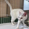 あまえんぼう白16ちゃん【センター収容猫ちゃん】 サムネイル3