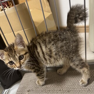 かぎしっぽ子猫ちゃん