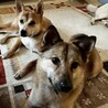 コロンと小さめな薫くん