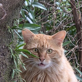 長毛茶トラの男の子