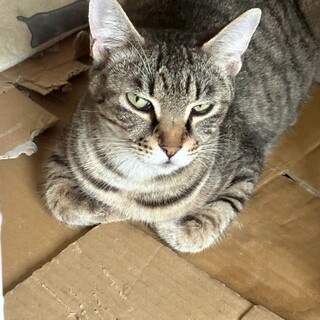 優しい性格のさくら