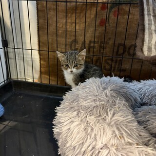 キジ白っ子　兄弟で里親様募集中